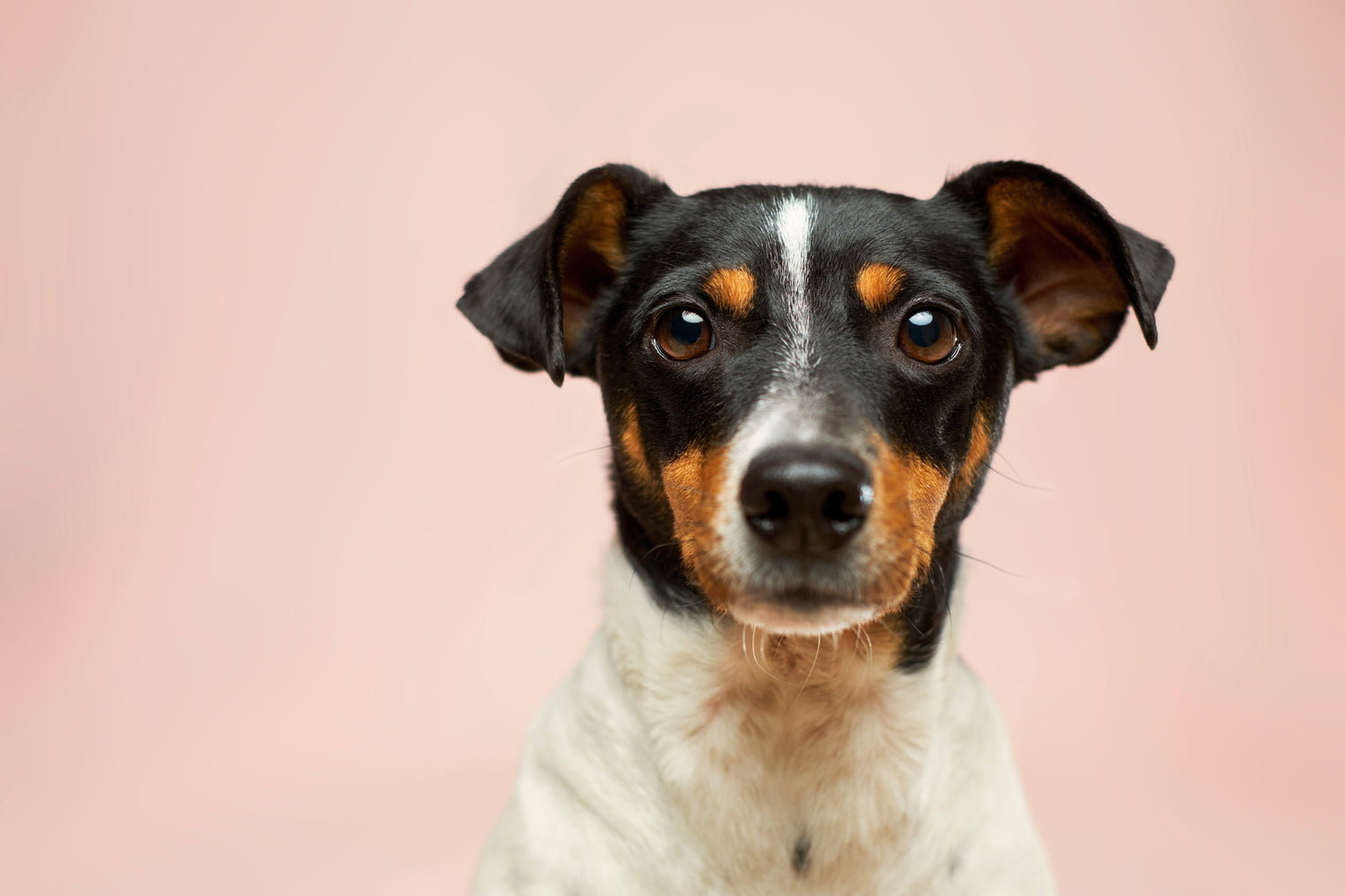 Pet Shops